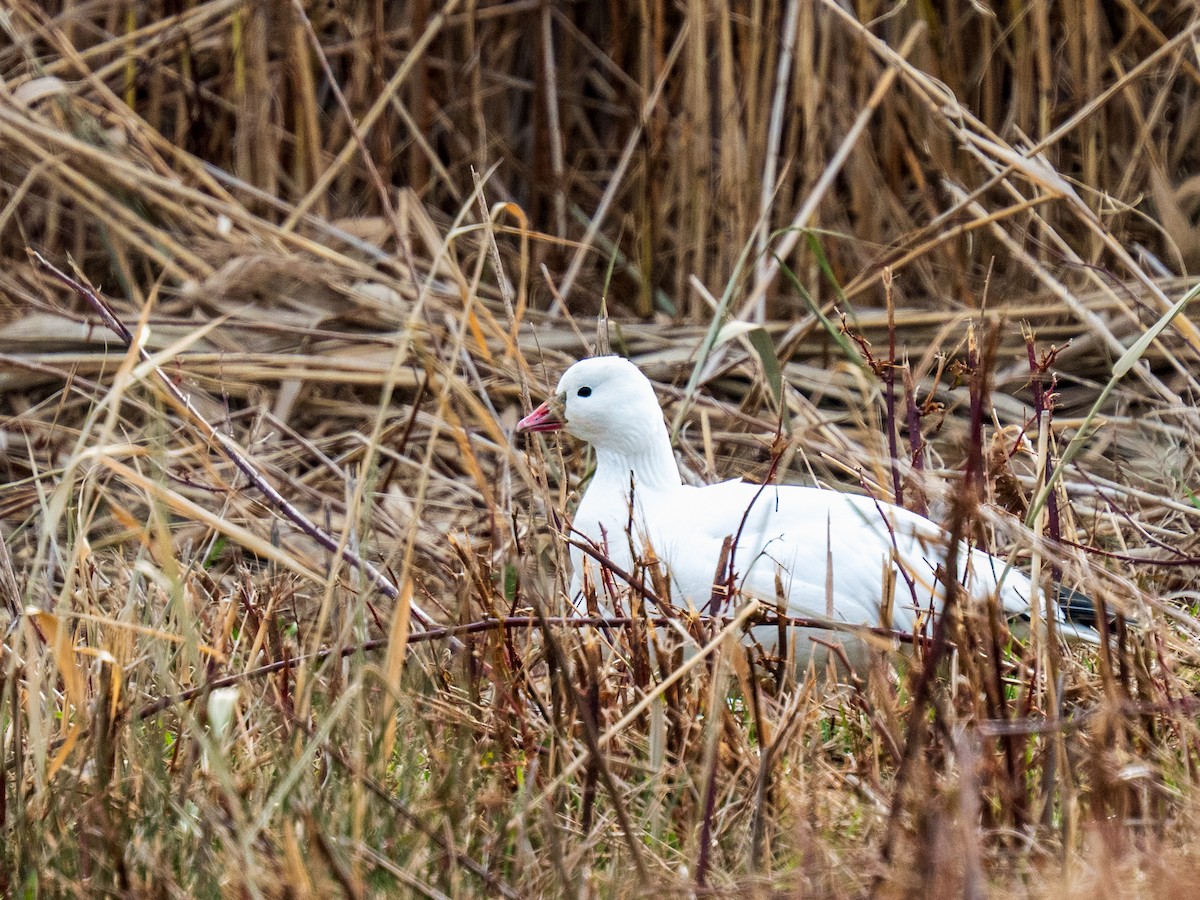 Ross's Goose - ML646746453
