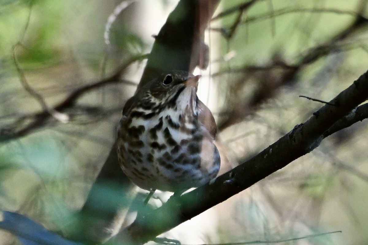 Hermit Thrush - ML646746454