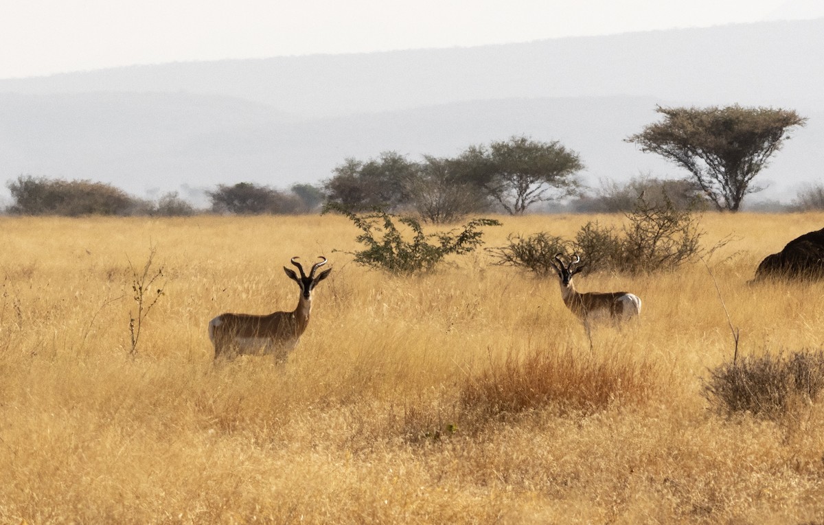 索馬利亞蒼羚 - ML646746459