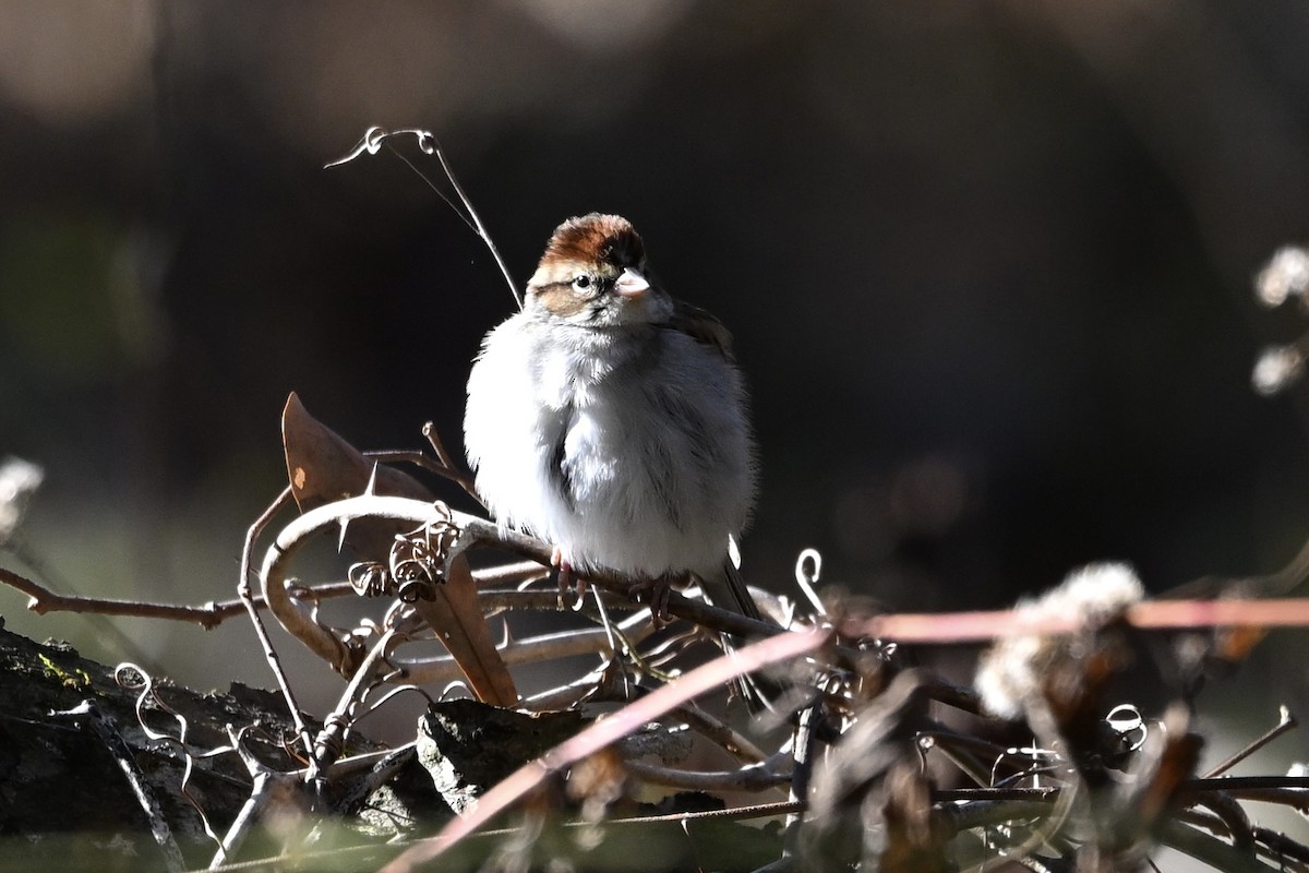 Chipping Sparrow - ML646746461
