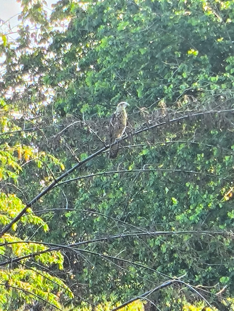 Yellow-headed Caracara - ML646746462