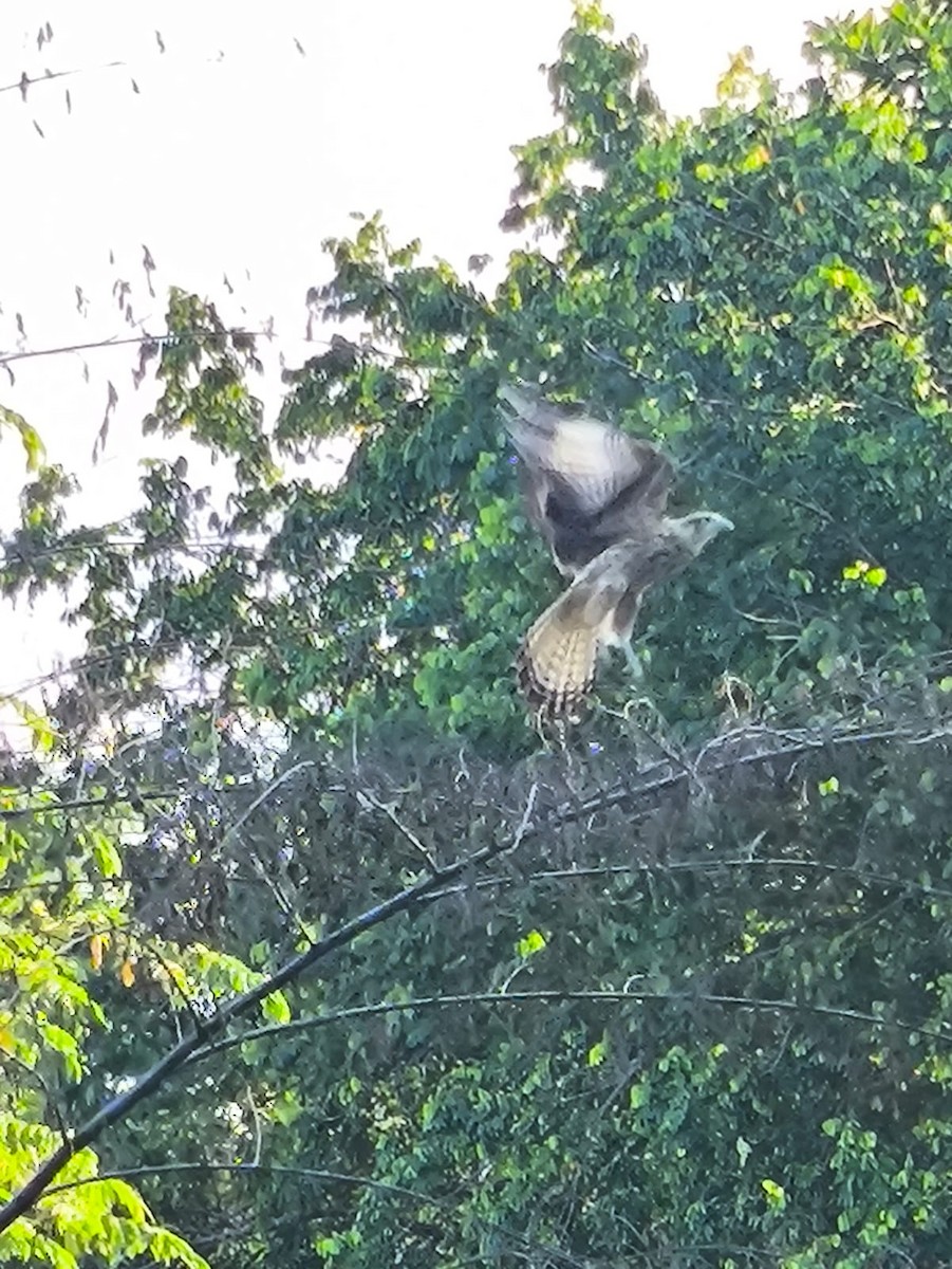 キバラカラカラ - ML646746463