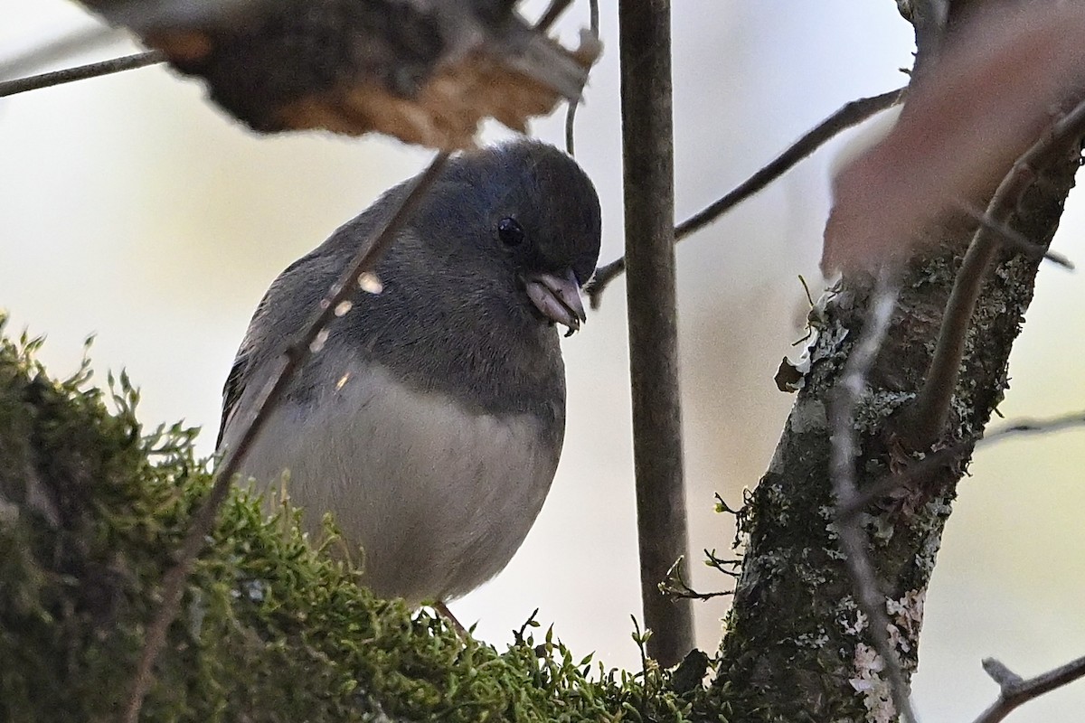 Dark-eyed Junco - ML646746464