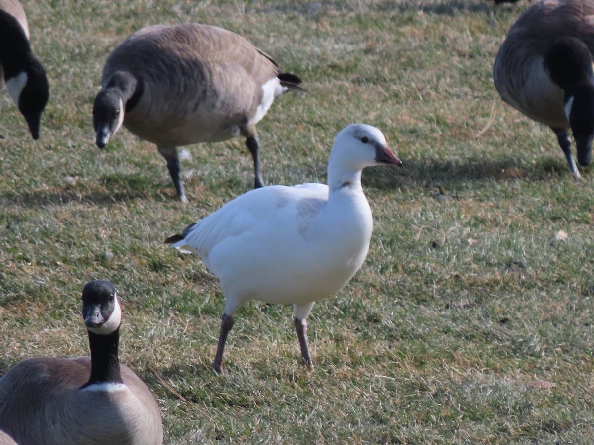 ヒメハクガン - ML646746465