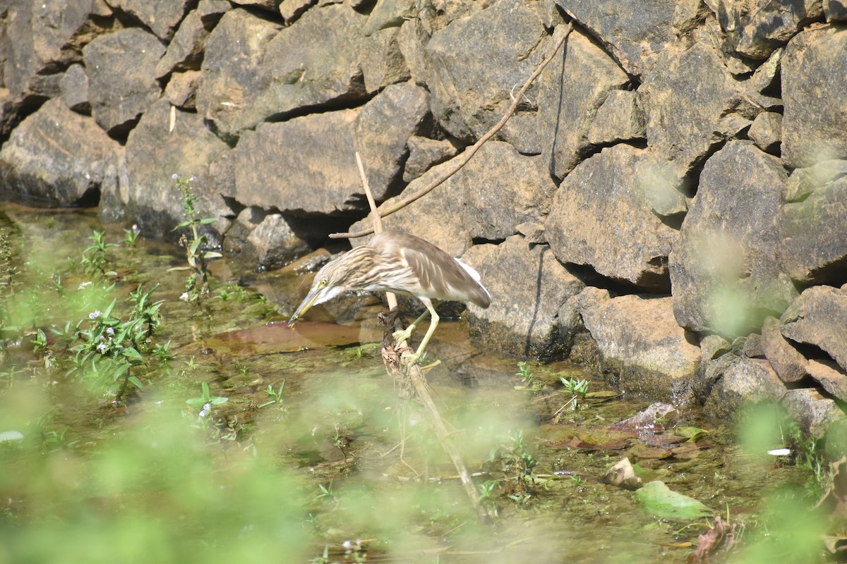 Indian Pond-Heron - ML646746466