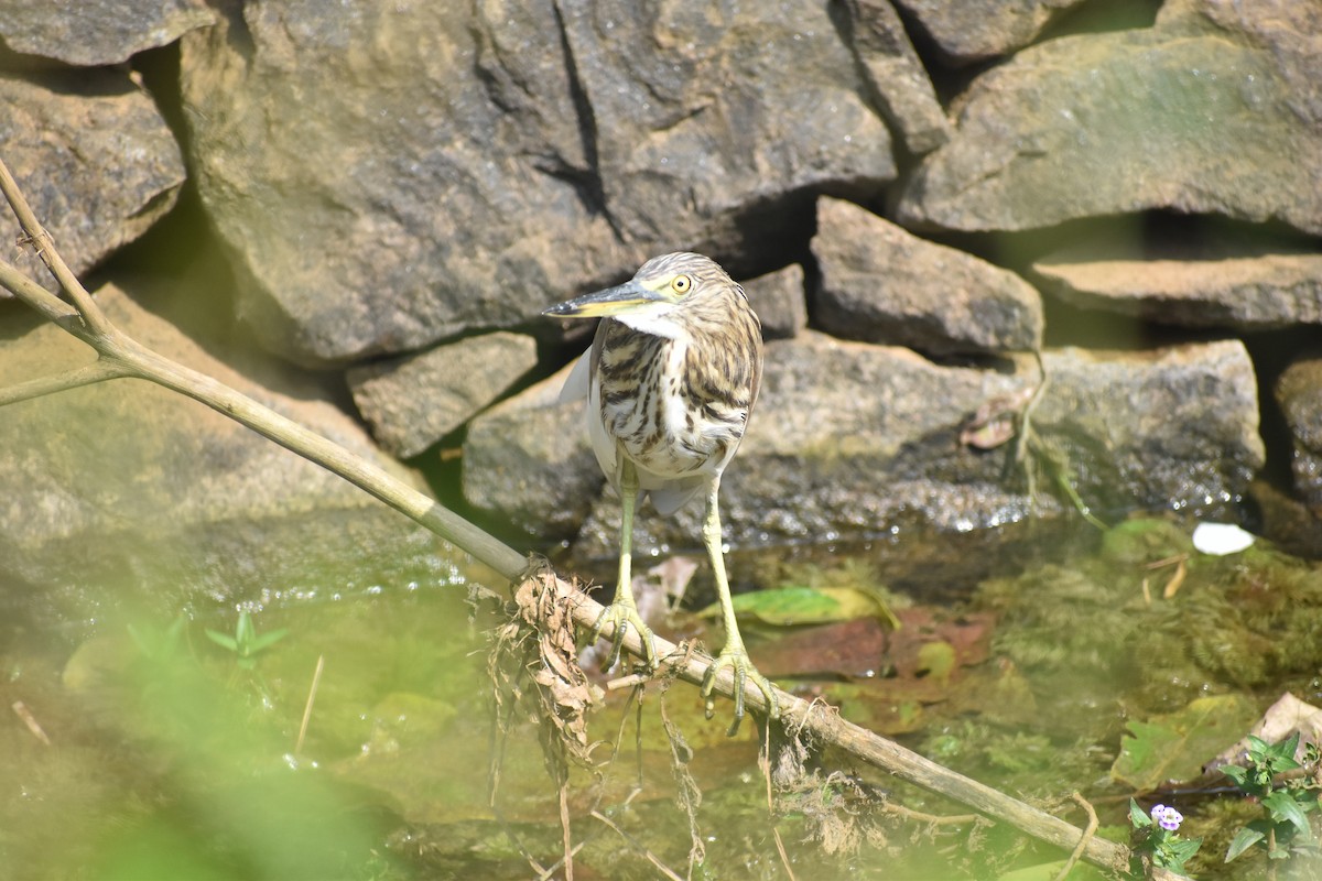 Indian Pond-Heron - ML646746467