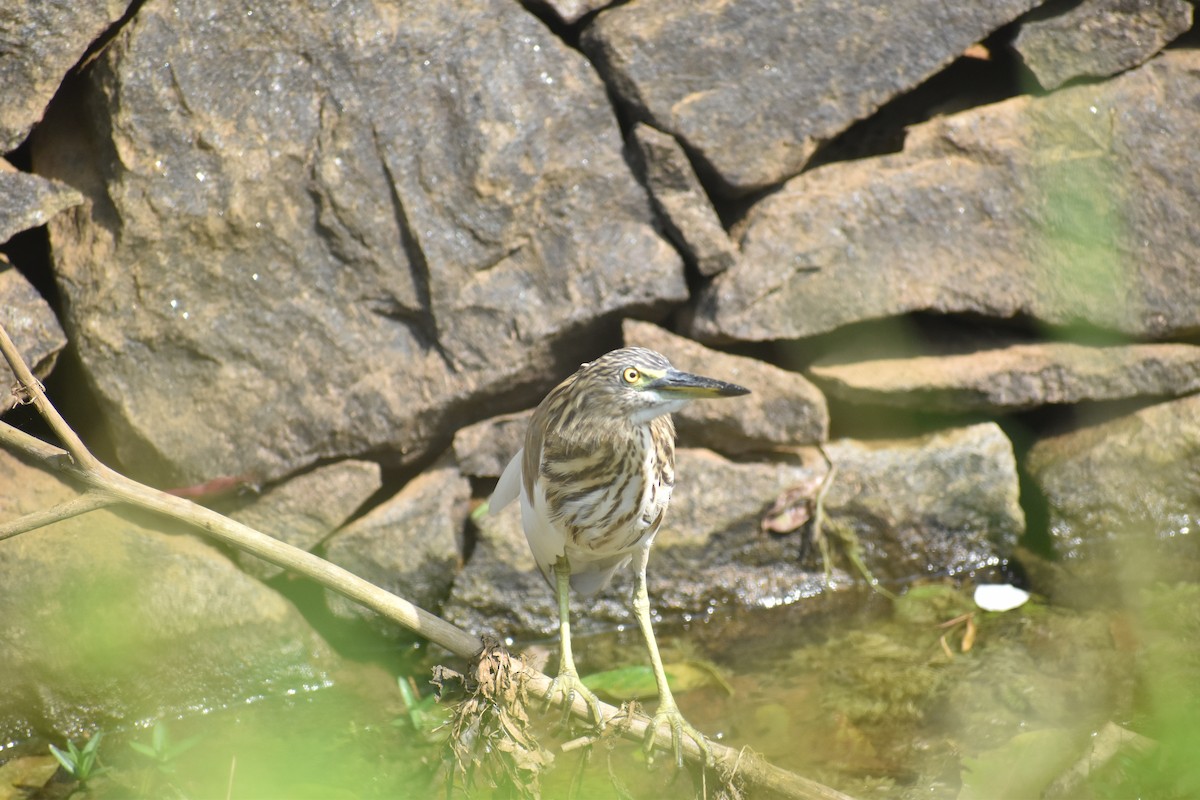 Indian Pond-Heron - ML646746468