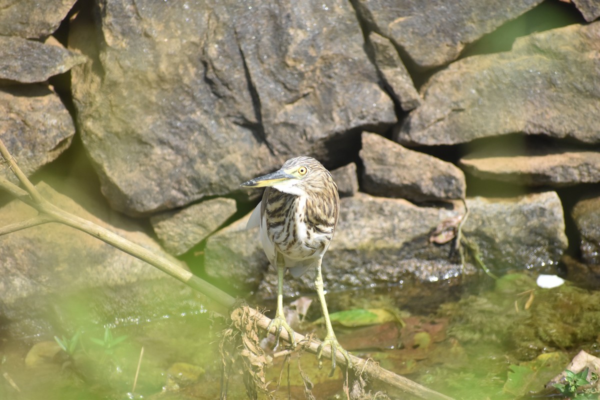 Indian Pond-Heron - ML646746469