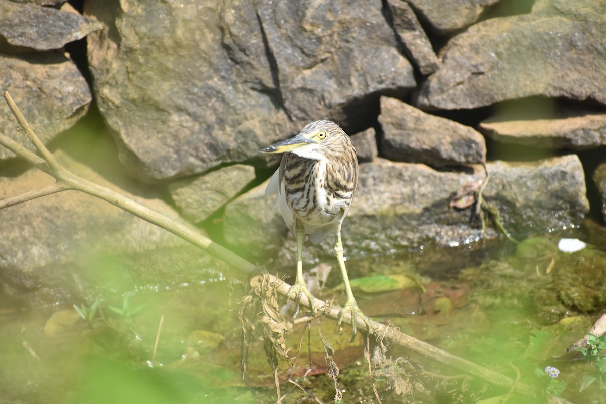 Indian Pond-Heron - ML646746470
