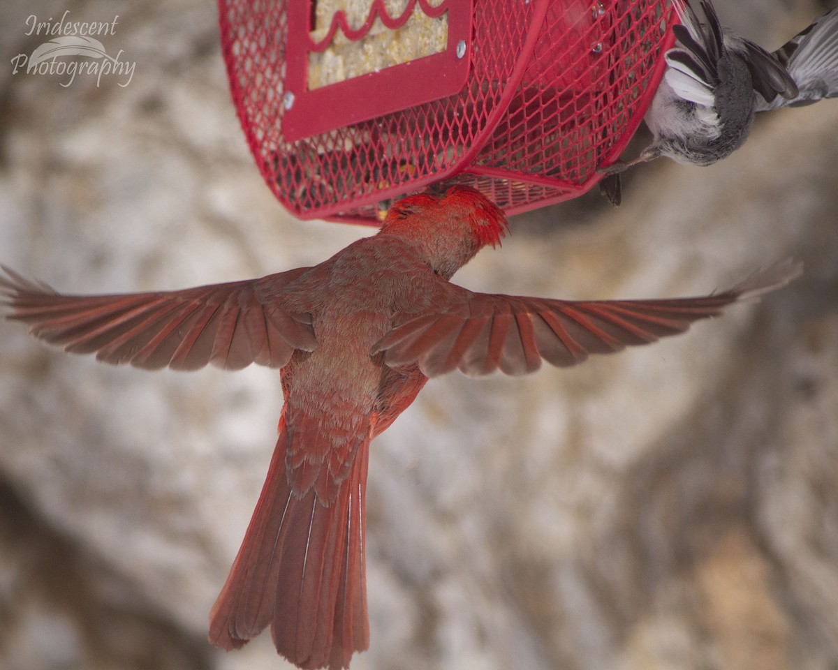ショウジョウコウカンチョウ - ML646746471