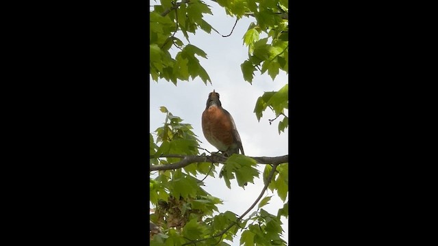 American Robin - ML646746472