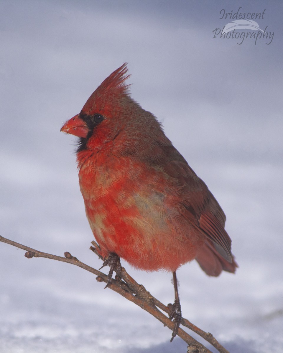 ショウジョウコウカンチョウ - ML646746473
