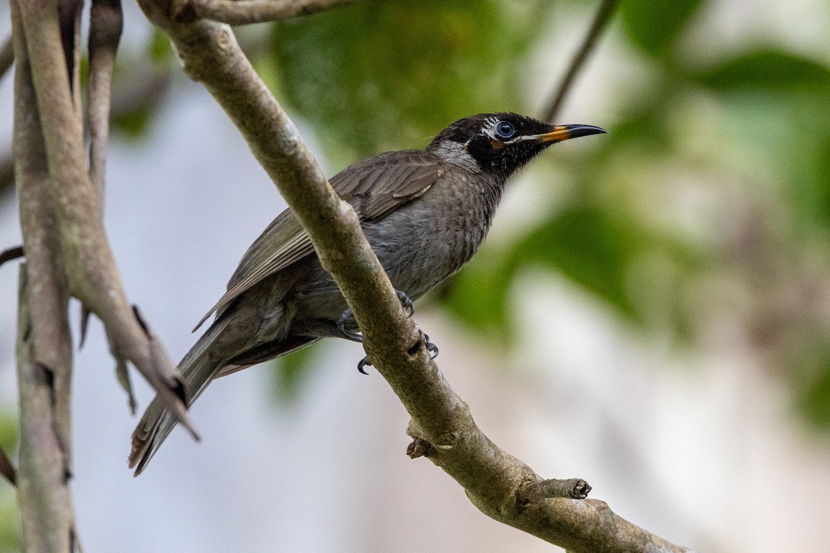 キスジミツスイ - ML646746474
