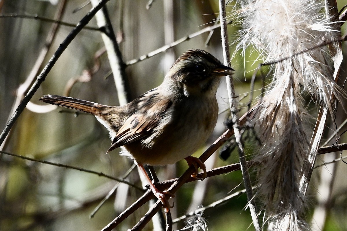 Swamp Sparrow - ML646746475