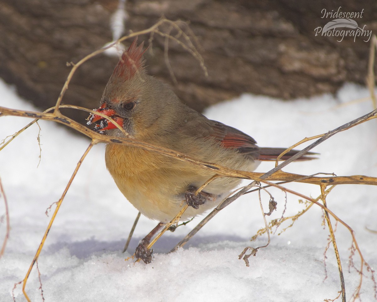 ショウジョウコウカンチョウ - ML646746476