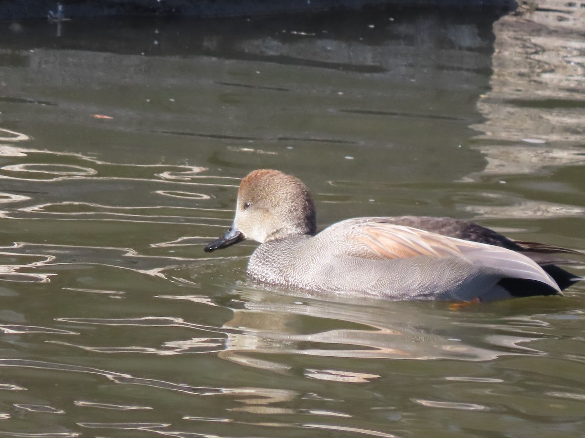 オカヨシガモ - ML646746477