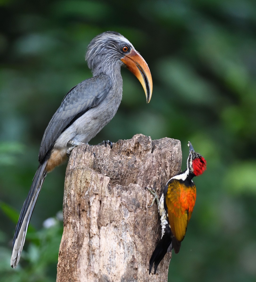 Malabar Gray Hornbill - ML646746478