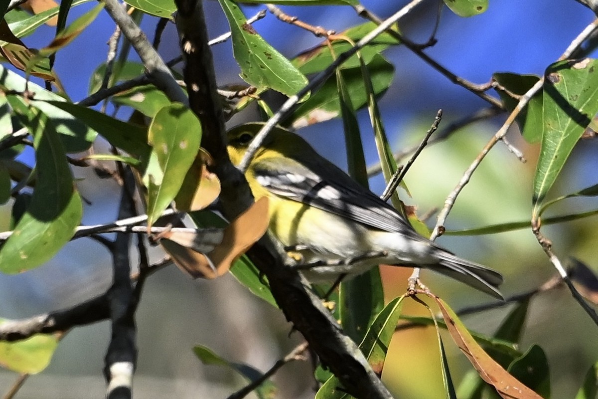 Pine Warbler - ML646746479