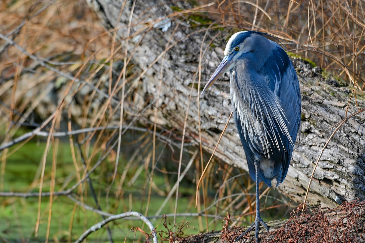 Большая голубая цапля - ML646746481