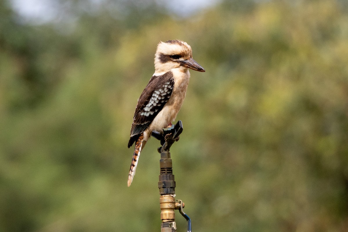 ワライカワセミ - ML646746482