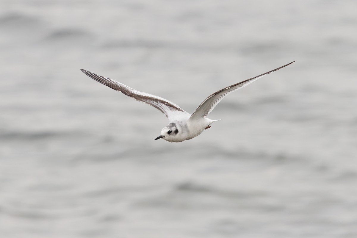 ヒメカモメ - ML646746483