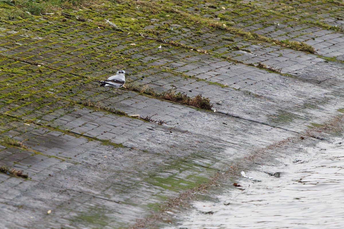 ヒメカモメ - ML646746484