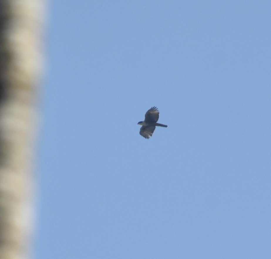 アカハラクマタカ - ML646746487