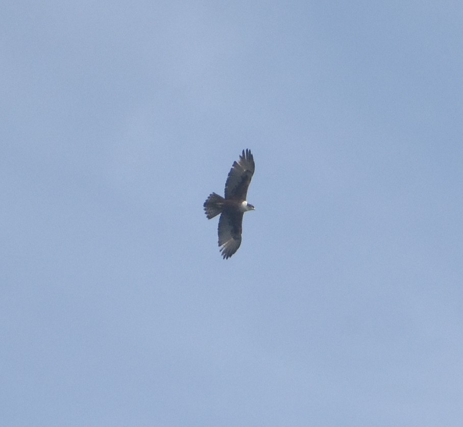 アカハラクマタカ - ML646746488