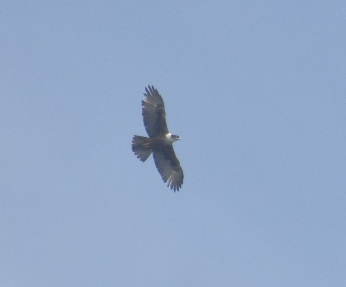 Rufous-bellied Eagle - ML646746490