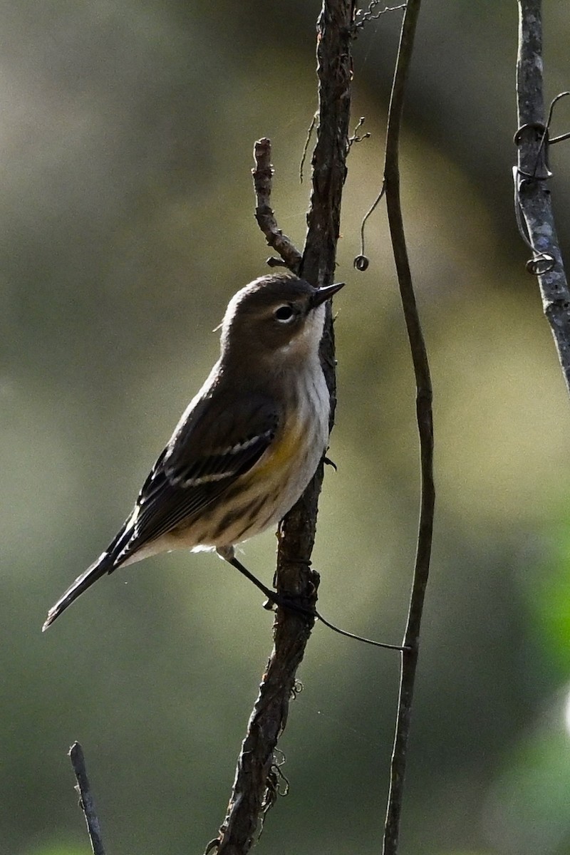 Yellow-rumped Warbler - ML646746494