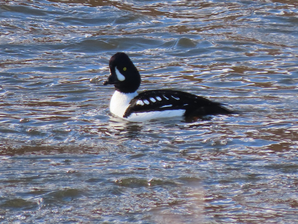 キタホオジロガモ - ML646746496