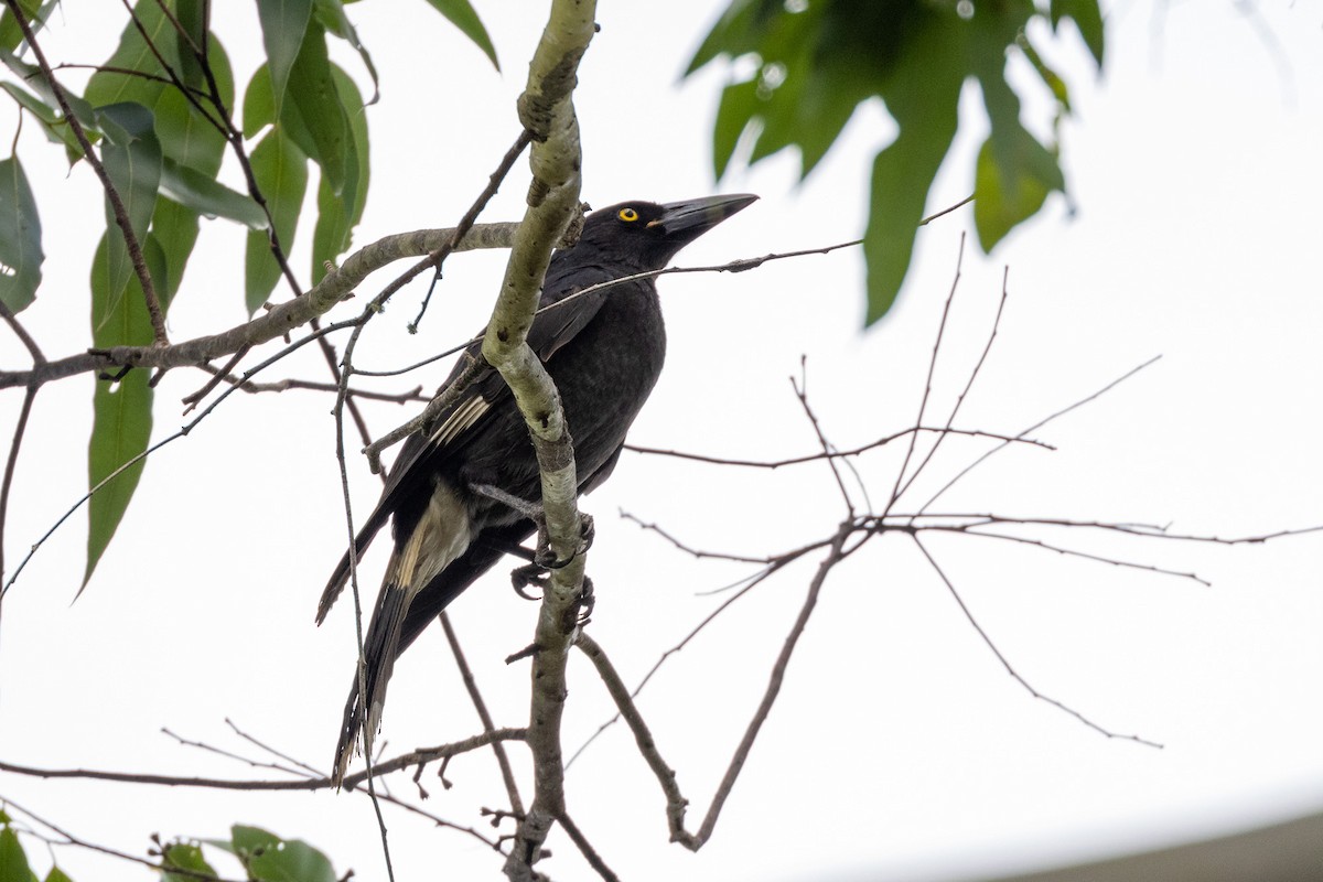 Verdugo Pío - ML646746497