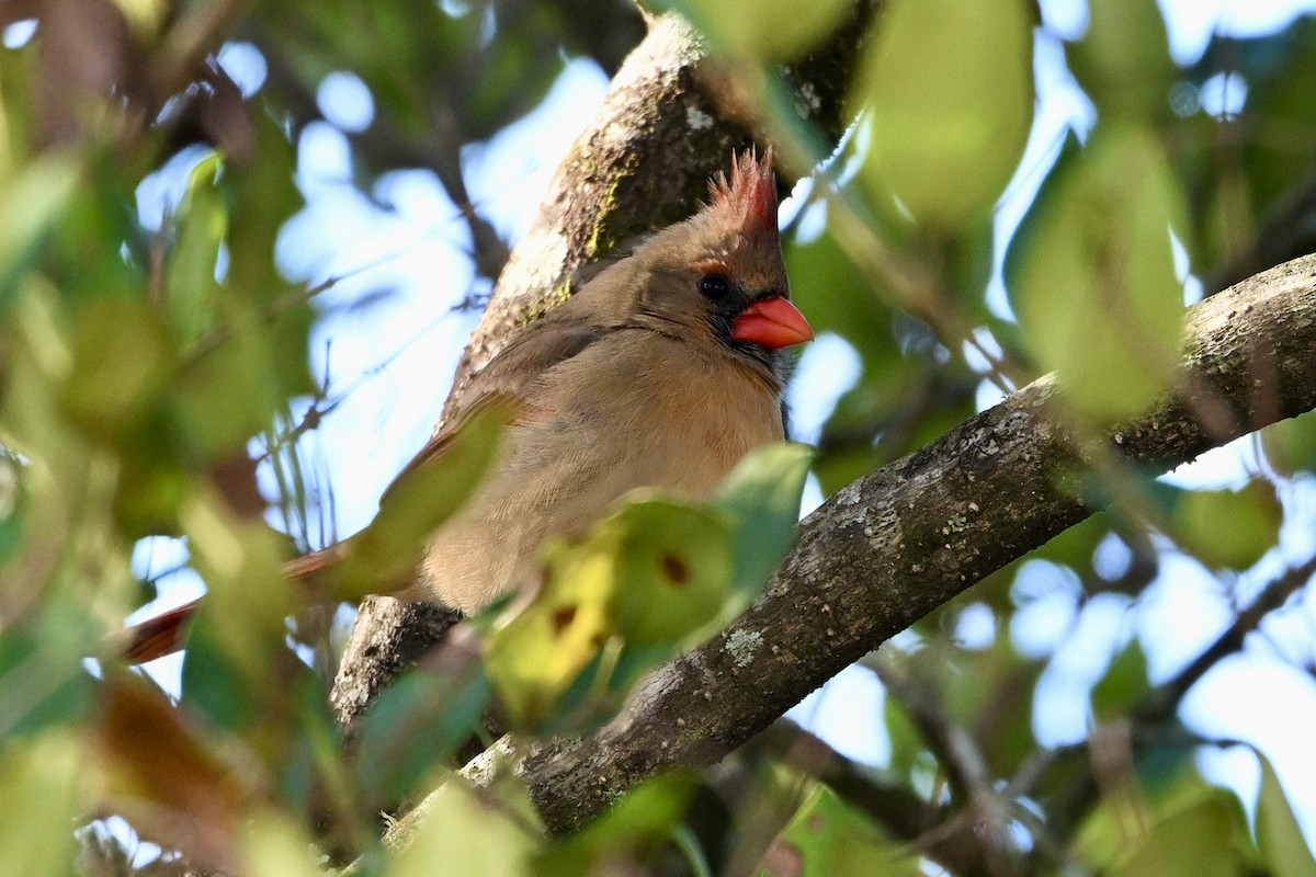Northern Cardinal - ML646746499