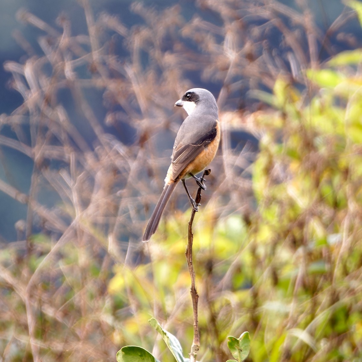 チベットモズ - ML646746500