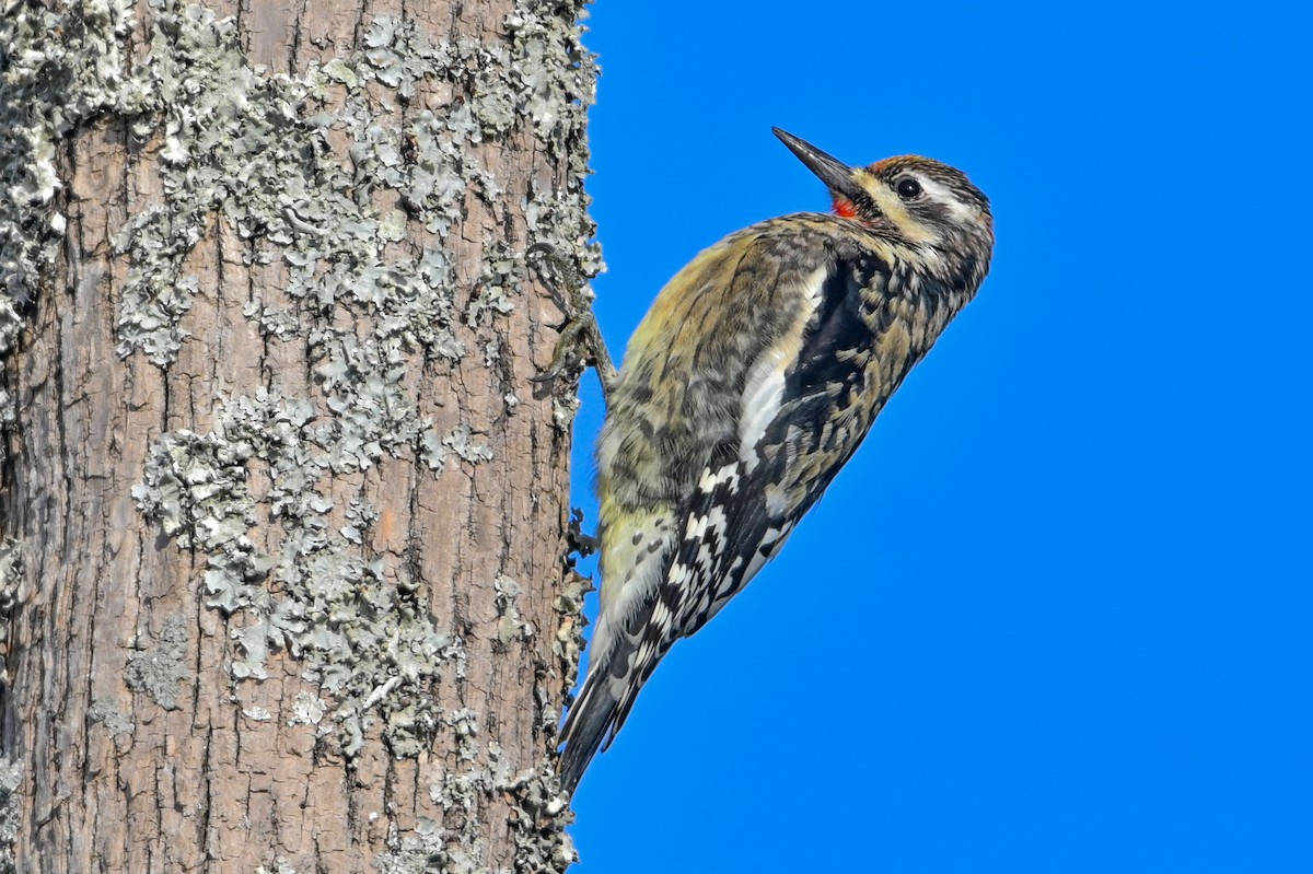 Желтобрюхий дятел-сокоед - ML646746501