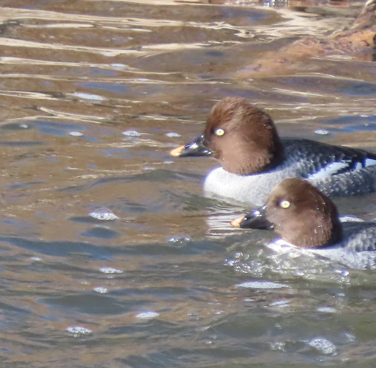 ホオジロガモ - ML646746502