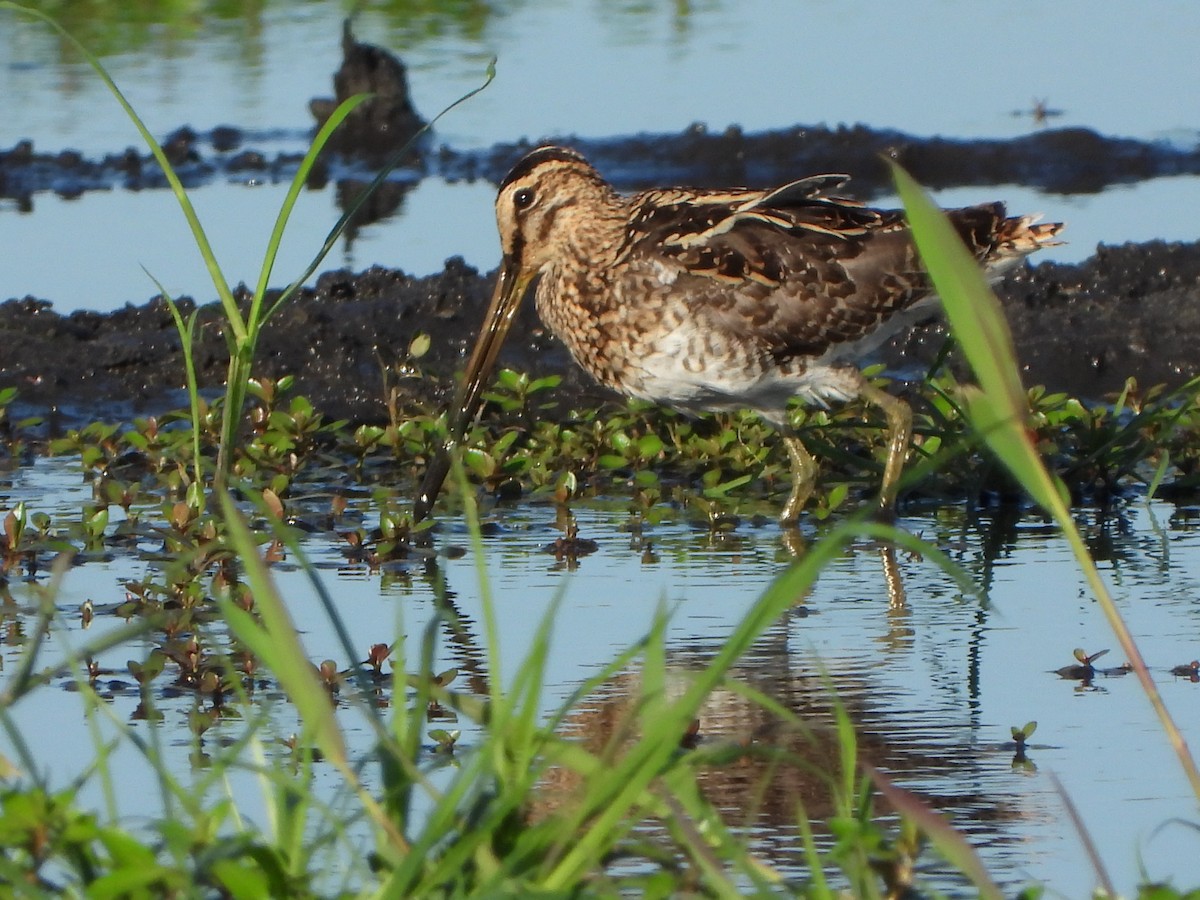 African Snipe - ML646746503