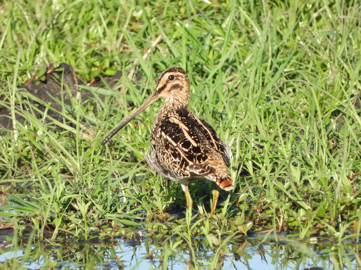 African Snipe - ML646746504