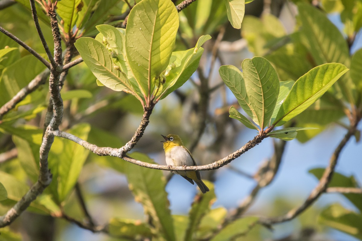 Indian White-eye - ML646746505
