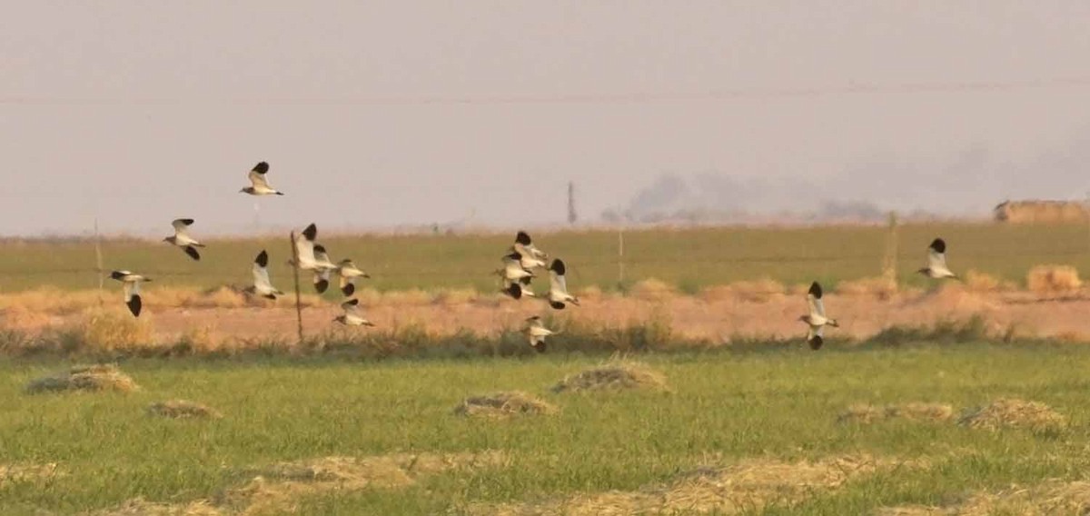 Кречётка - ML646746514