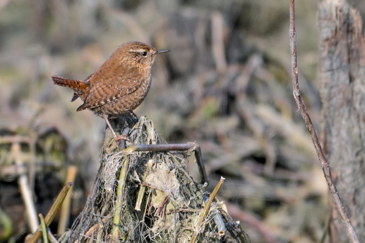 Американский крапивник - ML646746515