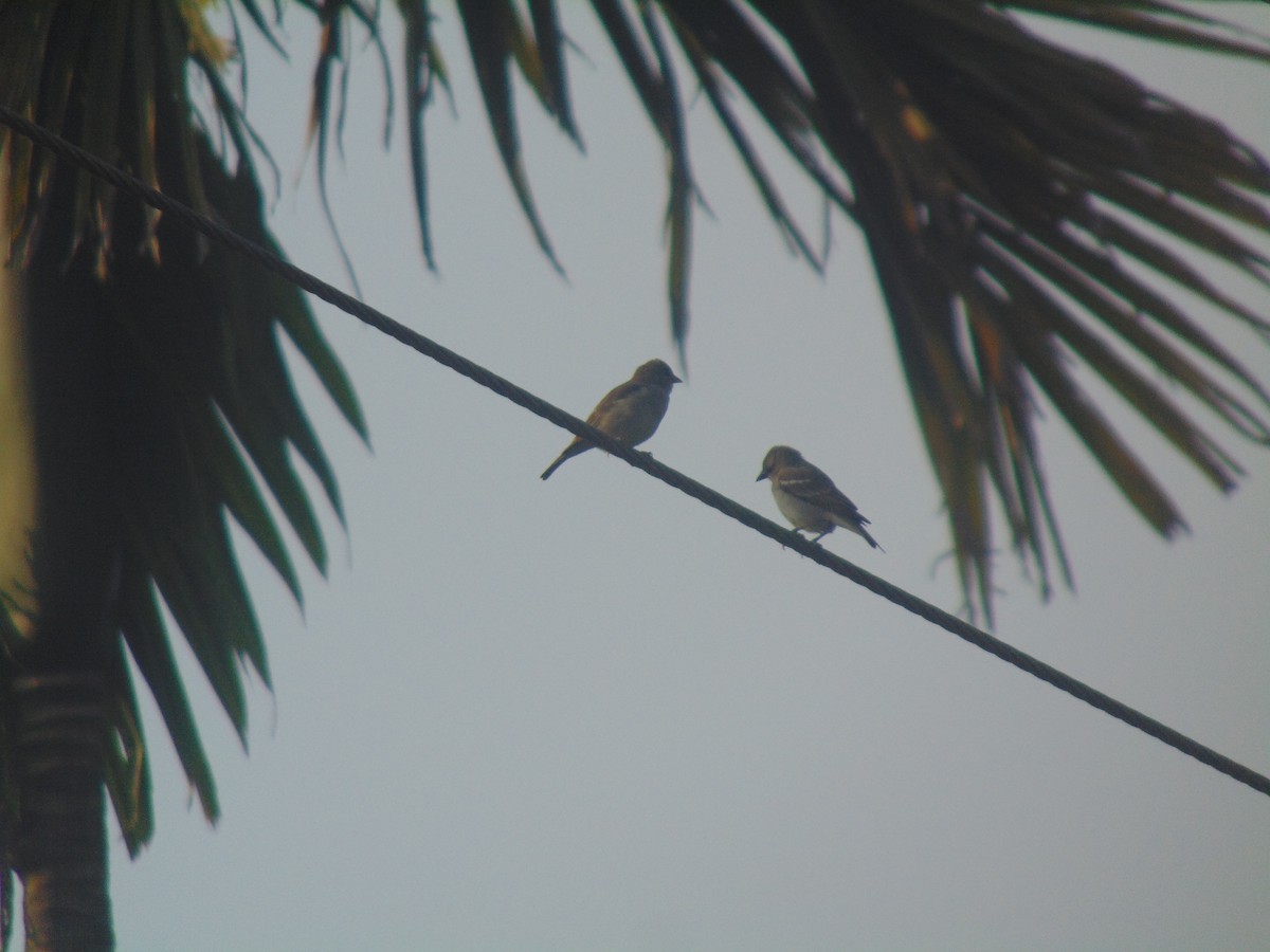 Sarı Boğazlı Serçe - ML646746518