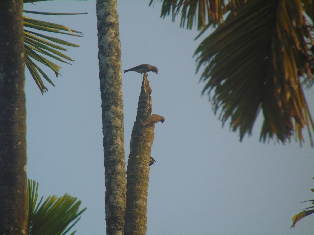 Sarı Boğazlı Serçe - ML646746519