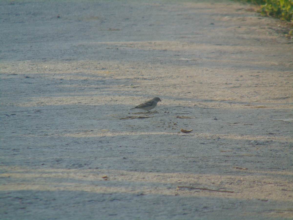 Sarı Boğazlı Serçe - ML646746520