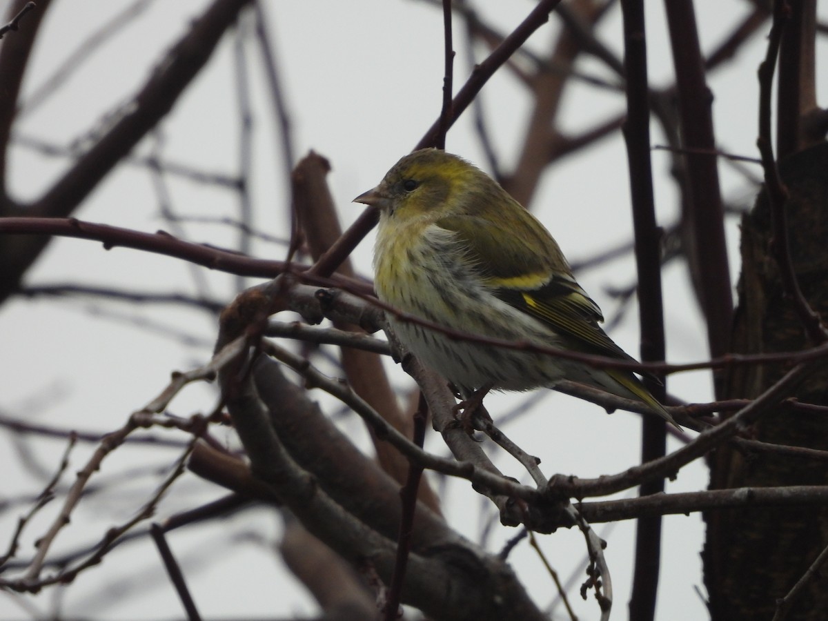 Lucherino - ML646746525