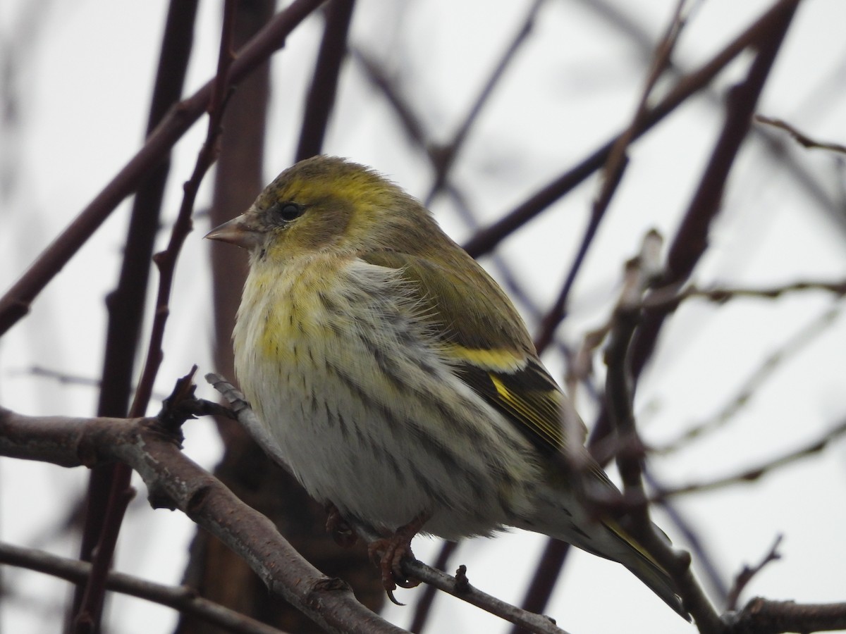 Lucherino - ML646746527