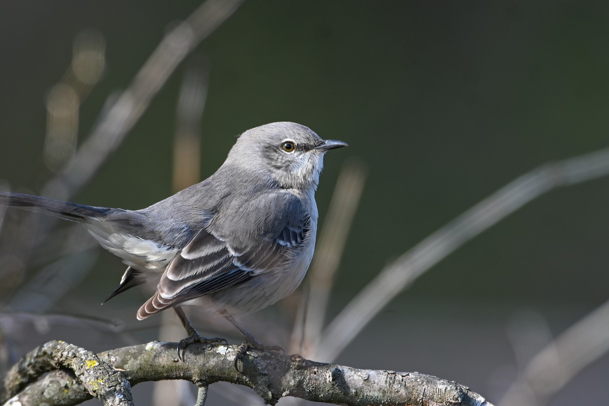 Многоголосый пересмешник - ML646746529