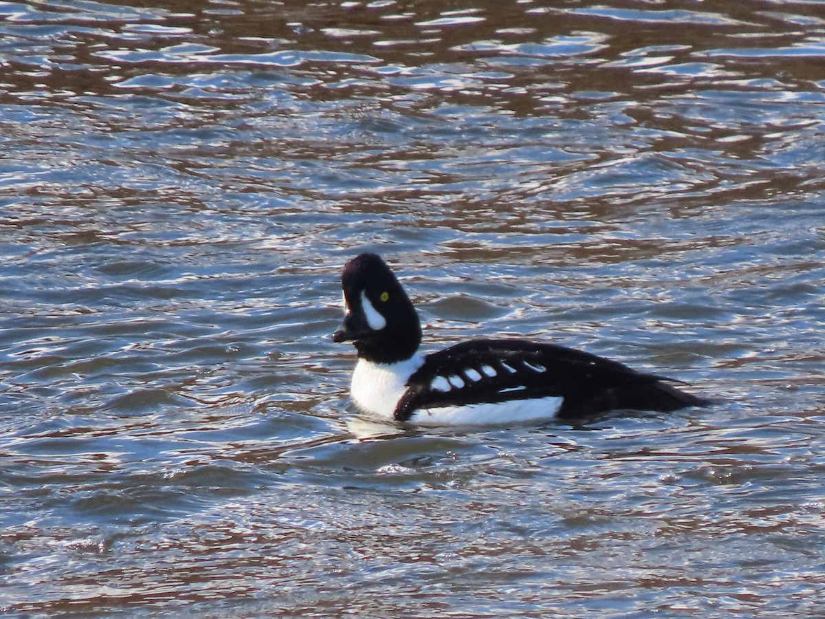 キタホオジロガモ - ML646746530