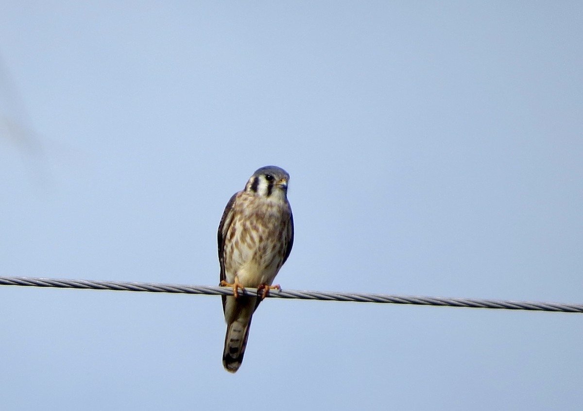 American Kestrel - ML646746531