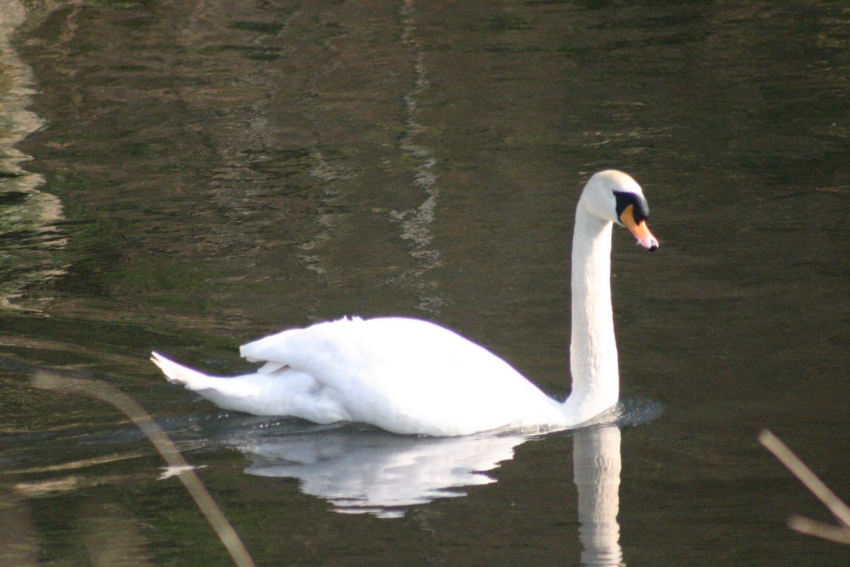Mute Swan - ML646746532